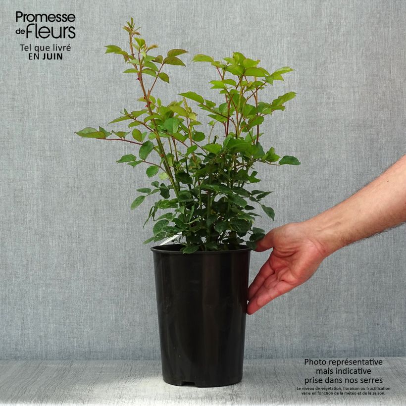 Amostra de Roseira inglesa Carolyn Knight Vaso de 4 L/5 L tal como entregue na primavera