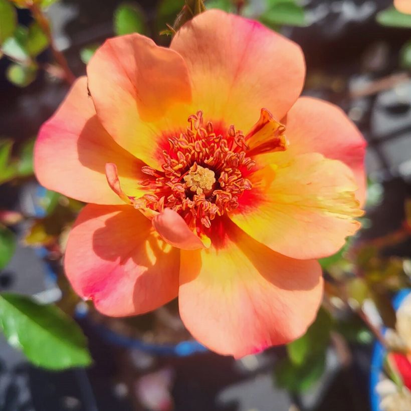 Roseira paisagística Baia (Floração)