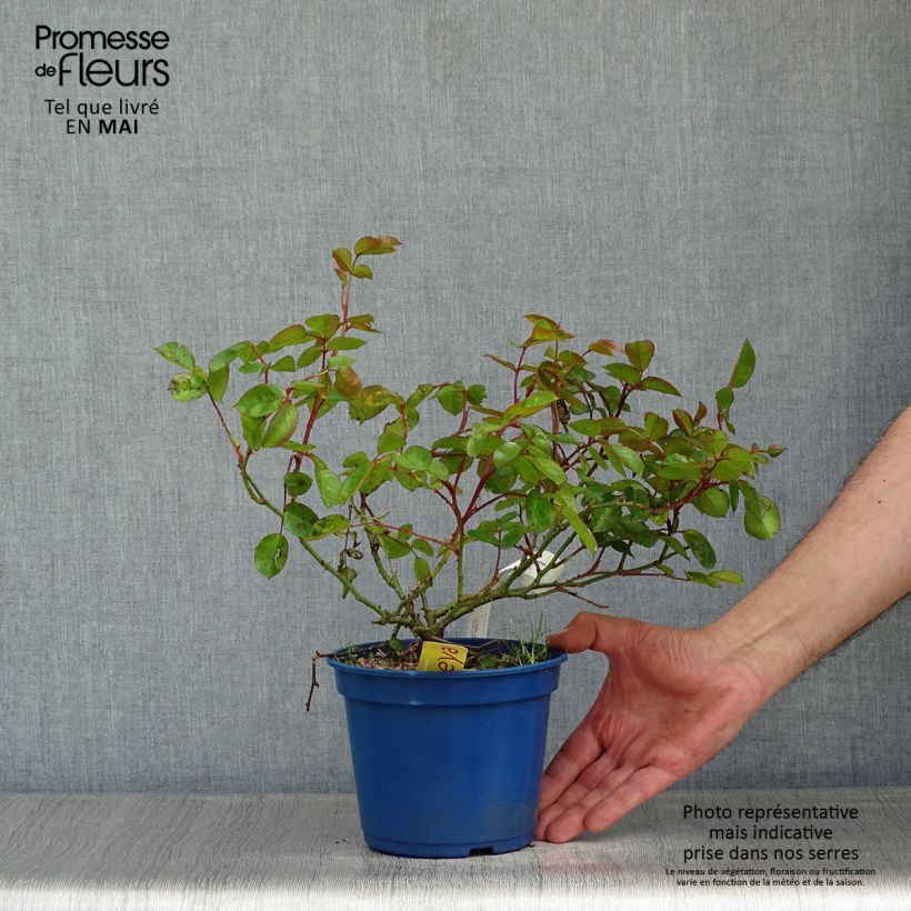 Amostra de Roseira paisagística Soleya Vaso de 2 L/3 L tal como entregue na primavera