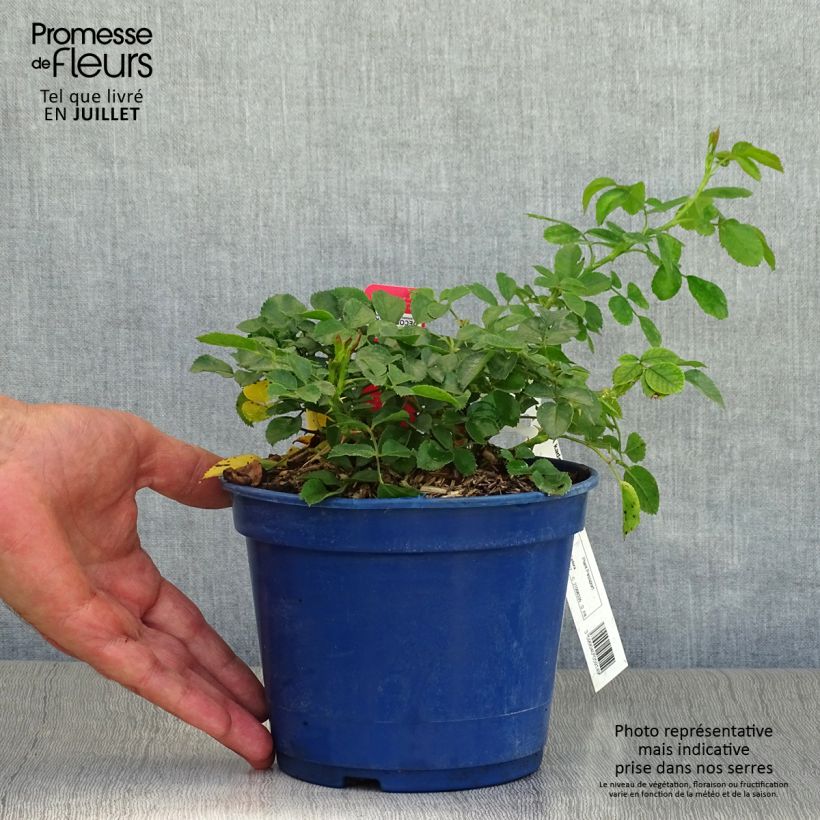 Amostra de Roseira paisagística Flower Carpet Scarlet Vaso de 2 L/3 L tal como entregue no verão