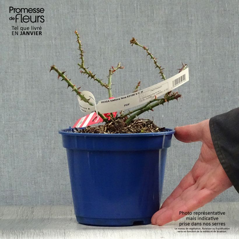 Amostra de Rosier Décorosiers Kadora Vaso de 2 L/3 L tal como entregue no inverno