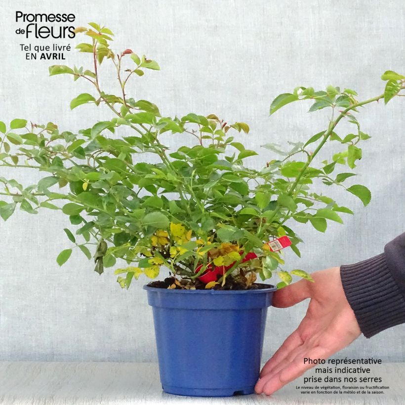 Amostra de Roseira paisagística Flower Carpet Scarlet Vaso de 2 L/3 L tal como entregue na primavera