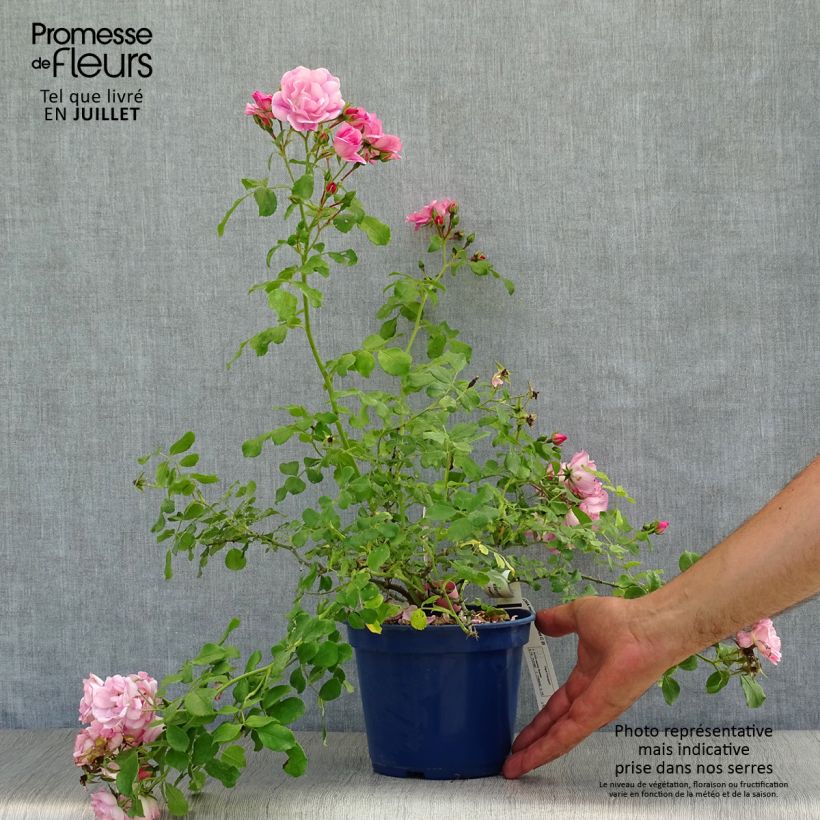 Amostra de Roseira paisagística Flower Carpet Appleblossom Vaso de 2 L/3 L tal como entregue no verão