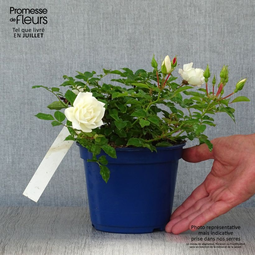 Amostra de Roseira paisagística Flower Carpet White Vaso de 2 L/3 L tal como entregue no verão