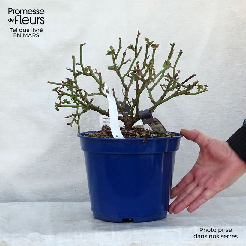 Amostra de Roseira paisagística Pink Voluptia Vaso de 2 L/3 L tal como entregue na primavera