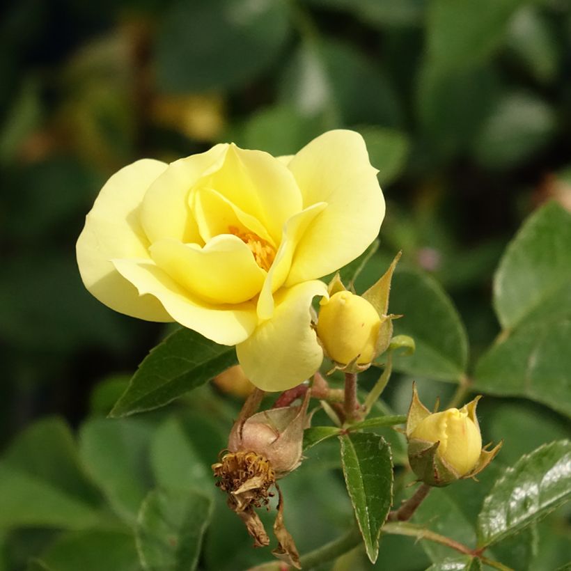 Roseira paisagística Flower Carpet Gold (Floração)
