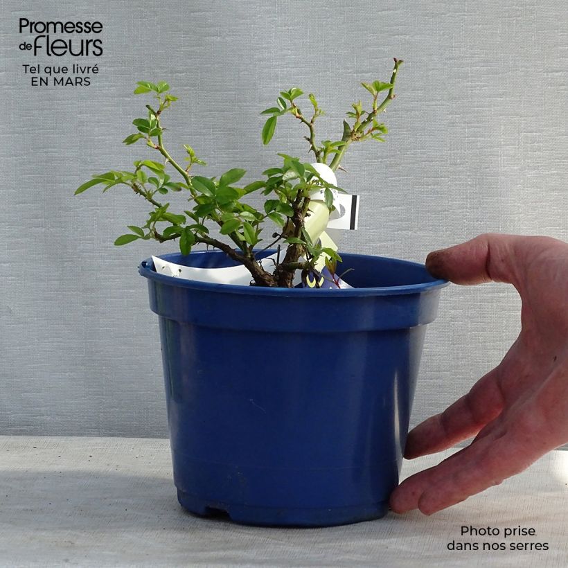 Amostra de Rosier Décorosiers Suneva  Vaso de 2 L/3 L tal como entregue no inverno