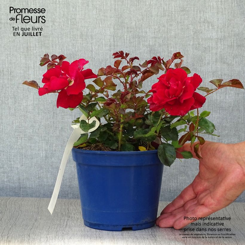 Amostra de Roseira paisagística Alcantara Vaso de 2 L/3 L tal como entregue no verão