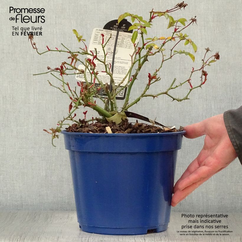 Amostra de Rosier Décorosiers Vesuvia Vaso de 4 L/5 L tal como entregue no inverno