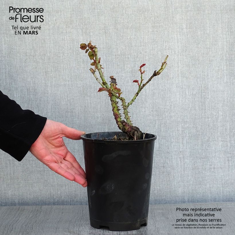 Amostra de Rosier Dominica Intercomdoor - Buisson à grande fleurs Vaso de 4 L/5 L tal como entregue no inverno