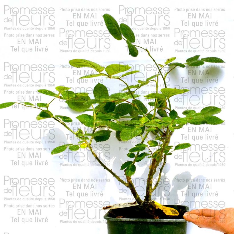 Exemplo de amostra de Rosier à grandes fleurs Eliza Vaso de 4 L/5 L tal como entregue