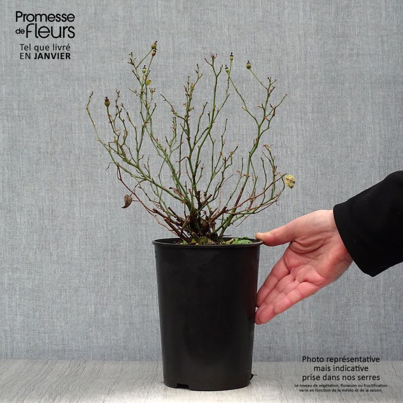 Amostra de Rosier Fortuna Vaso de 2 L/3 L tal como entregue no inverno