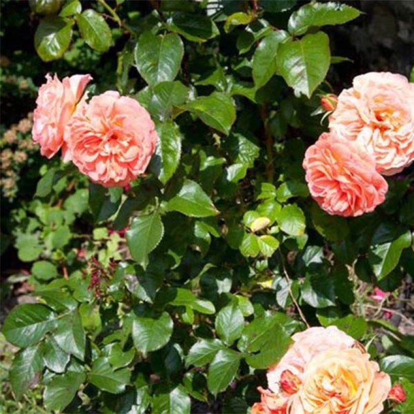 Roseira floribunda Tatton (Folhagem)