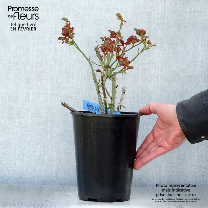 Amostra de Rosier Générosa Bicentenaire de Guillot Vaso de 4 L/5 L tal como entregue no inverno