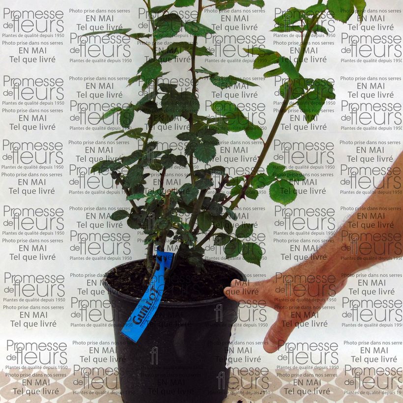 Exemplo de amostra de Rosier Generosa Charles de Nervaux Vaso de 4 L/5 L tal como entregue