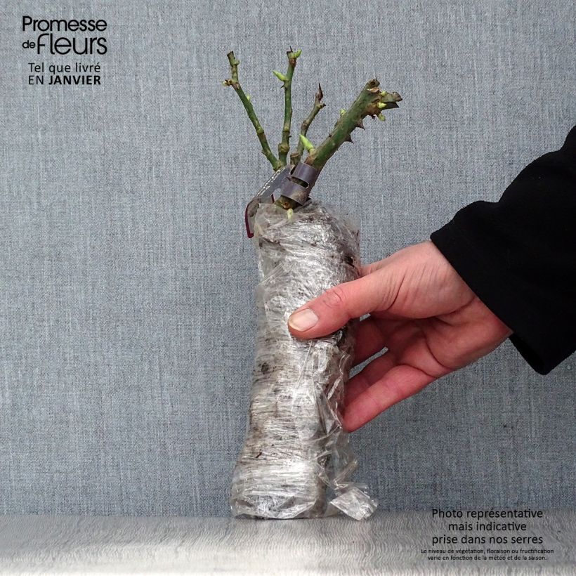 Amostra de Rosier Generosa Institut Lumière Raízes nuas em torrão tal como entregue no inverno