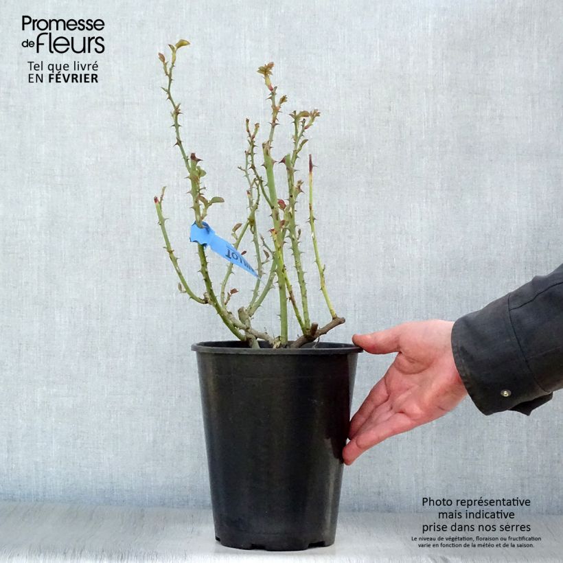 Amostra de Rosier Generosa Nelson Monfort Vaso de 4 L/5 L tal como entregue no inverno