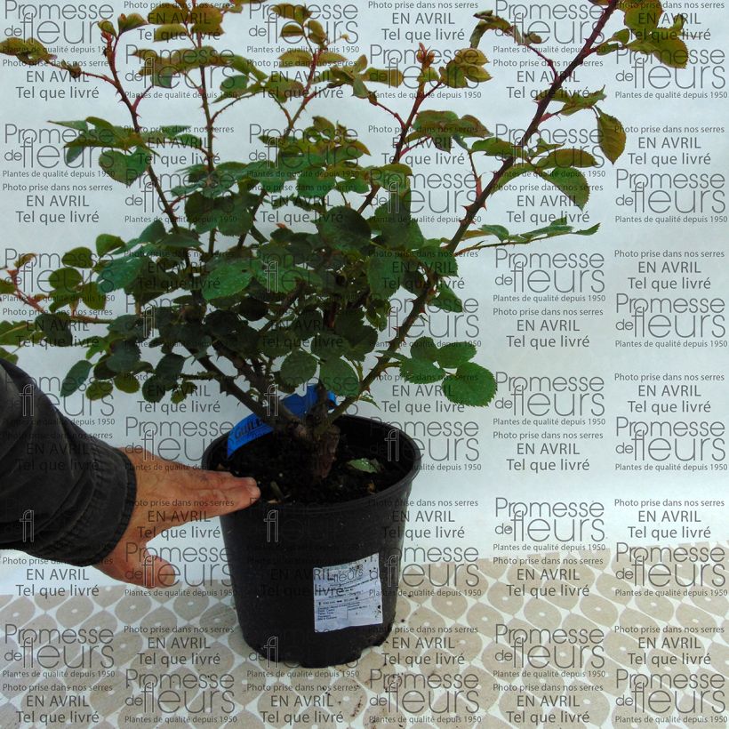 Exemplo de amostra de Roseira perfumada GeneRosomane Janon Vaso de 4 L/5 L tal como entregue