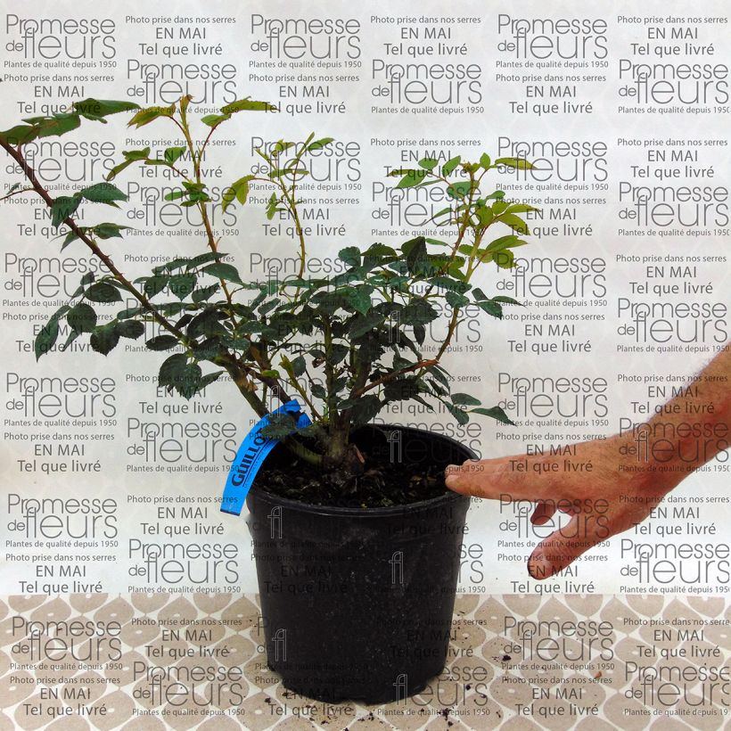 Exemplo de amostra de Rosier Generosa Sonia Rykiel Vaso de 4 L/5 L tal como entregue