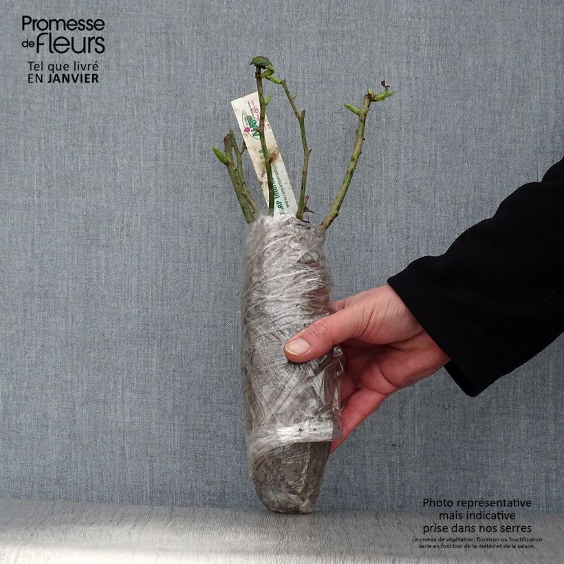 Amostra de Rosier Generosa William Christie Raízes nuas em torrão tal como entregue no inverno