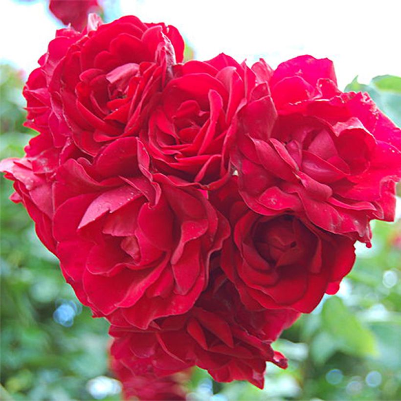 Roseira trepadeira Amadeus (Floração)