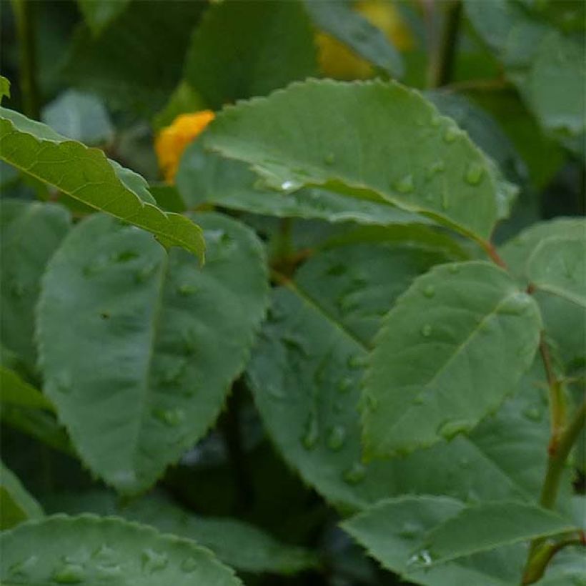 Roseira trepadeira Golden Gate (Folhagem)