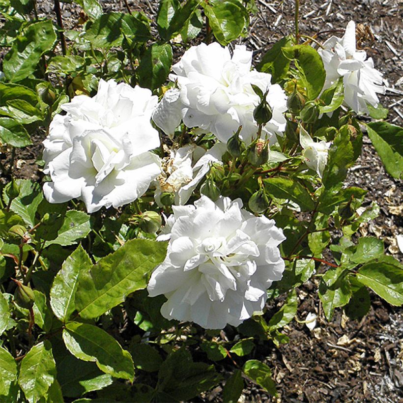 Roseira floribunda Irene of Denmark (Floração)