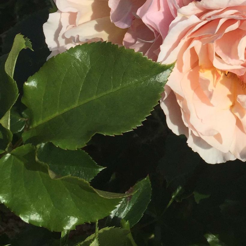 Roseira floribunda Jardin des Tuileries (Folhagem)