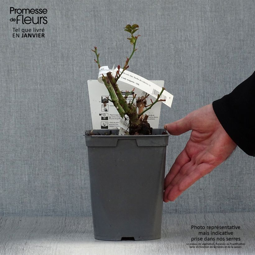 Amostra de Rosier Jardin des Tuileries - Rosier buisson à fleurs groupées Vaso de 3 L/4 L tal como entregue no inverno