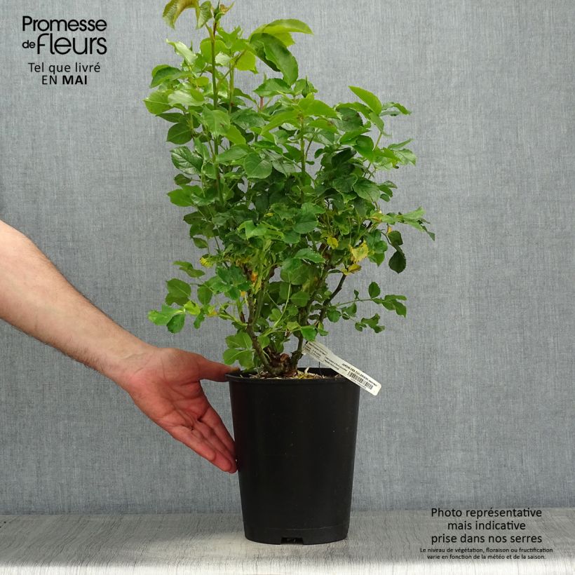 Amostra de Roseira floribunda Jardin des Tuileries Vaso de 3 L/4 L tal como entregue na primavera