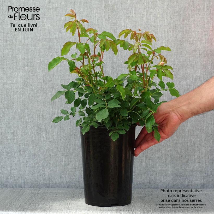 Amostra de Rosa Kosmos Pot de 4L/5L tal como entregue na primavera