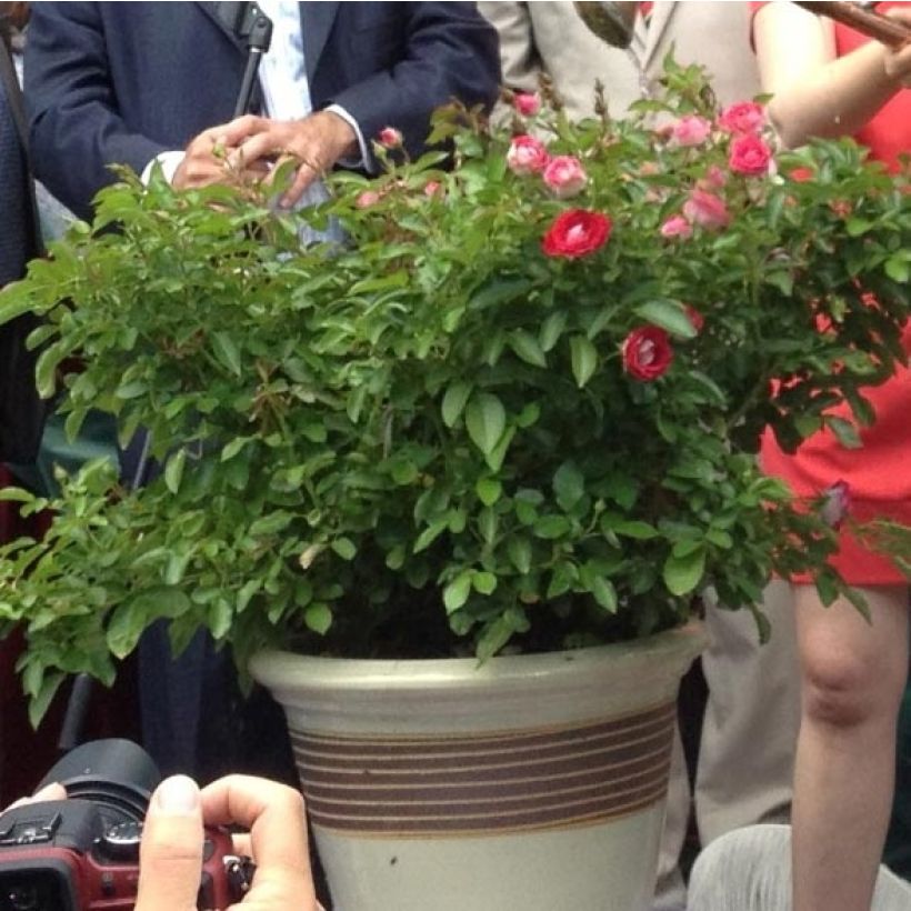 Roseira miniatura Schöne Koblenzerin (Hábito)