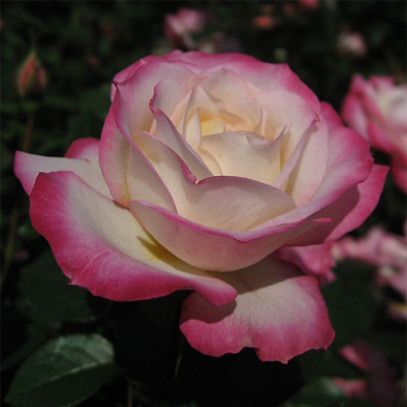Roseira floribunda Minuette (Floração)