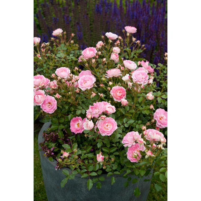 Roseira miniatura Lilliputs Flirt 2011 (Hábito)