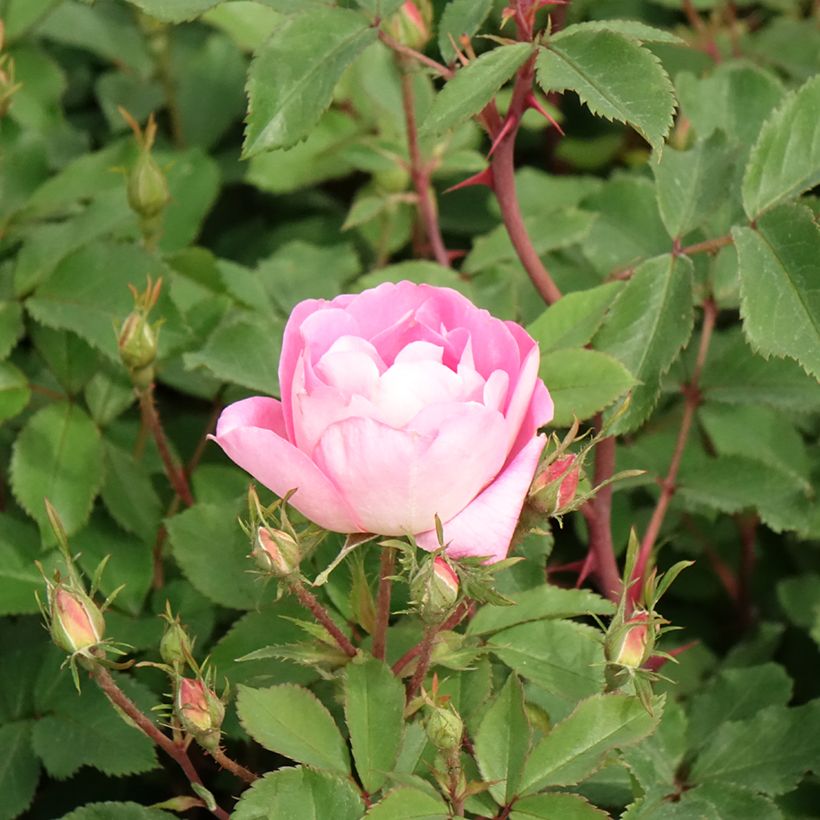 Roseira paisagística anã Pink Chantilly (Floração)