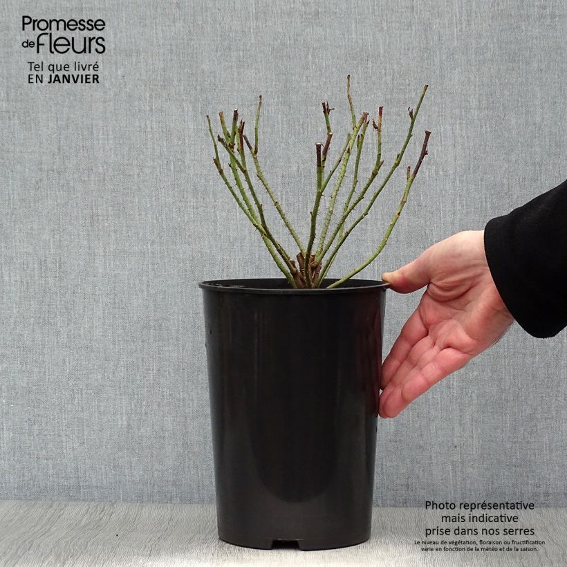 Amostra de Roseira antiga Mme Boll Vaso de 4 L/5 L tal como entregue no inverno