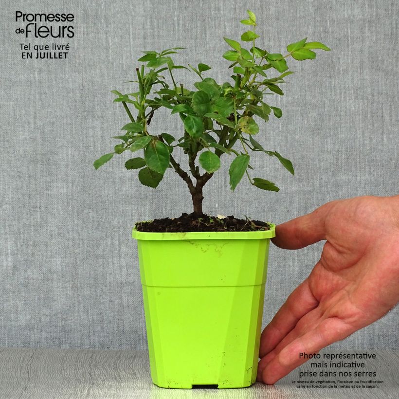 Amostra de Roseira floribunda Escimo Vaso de 4 L/5 L tal como entregue no verão