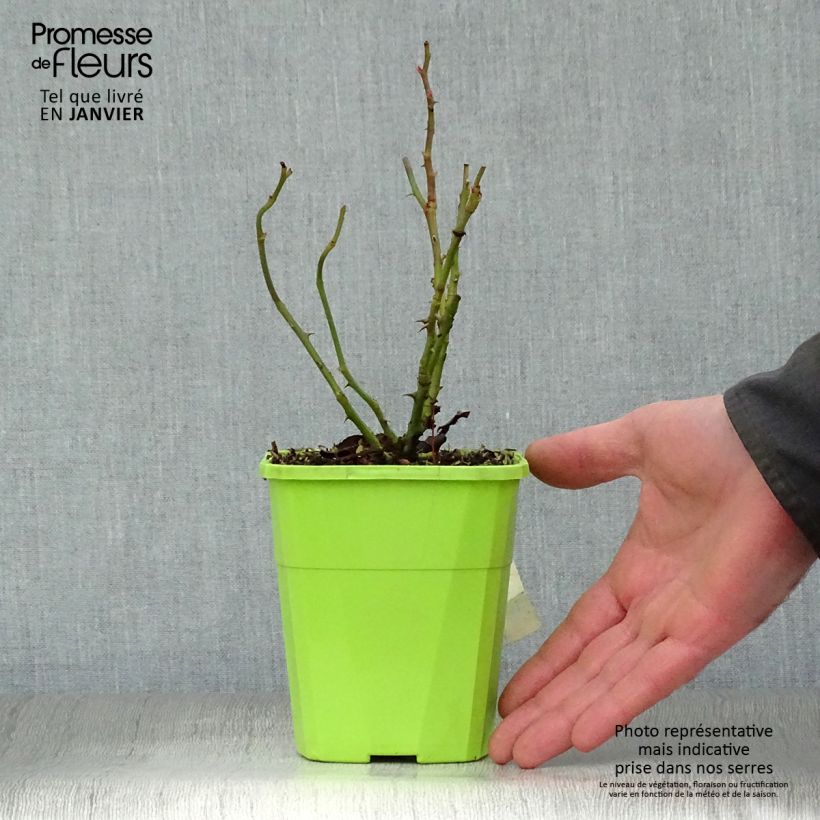 Amostra de Rosier Nectar Garden Escimo Pot de 4L/5L tal como entregue no inverno