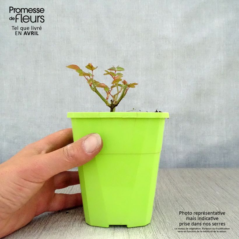 Amostra de Roseira floribunda Escimo Vaso de 4 L/5 L tal como entregue na primavera