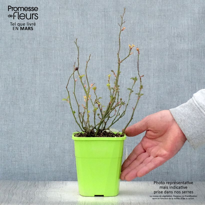 Amostra de Roseira floribunda Nectar Garden Lilliputs Lupo Vaso de 3 L/4 L tal como entregue na primavera