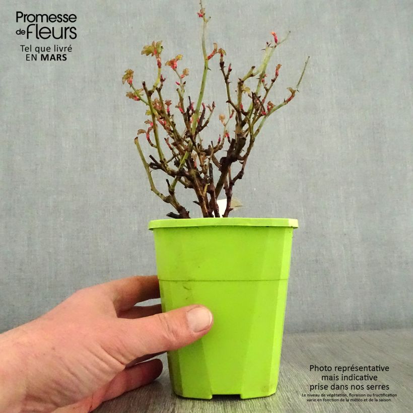 Amostra de Rosier Nectar Garden Lilliput Lupo Vaso de 3 L/4 L tal como entregue no inverno