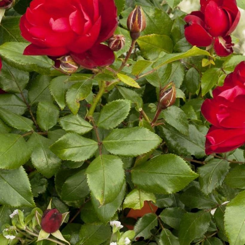 Roseira de pátio Patio Rose Milano (Folhagem)