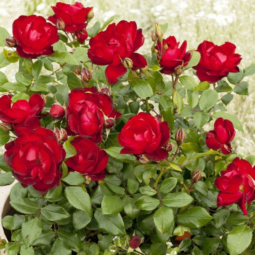 Roseira de pátio Patio Rose Milano (Floração)