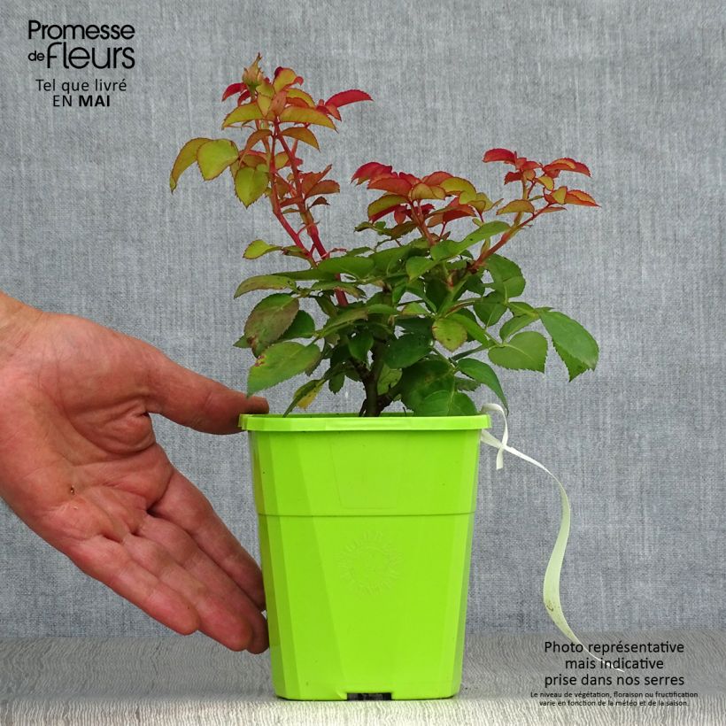 Amostra de Rosier Parfuma Baronne Caroline Vaso de 4 L/5 L tal como entregue na primavera