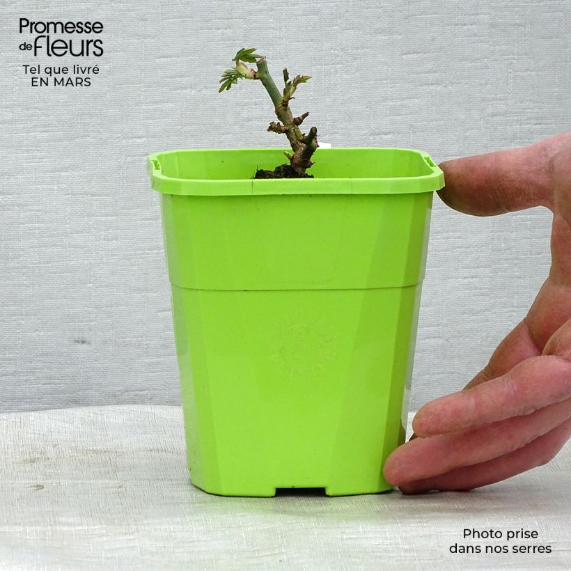 Amostra de Roseira perfumada Adorable Vaso de 3 L/4 L tal como entregue na primavera