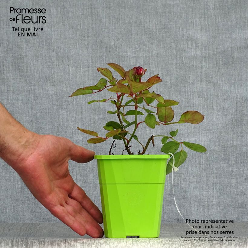 Amostra de Rosier Parfuma Comtesse Marie Henriette / Mme de Maintenon  Pot de 4L/5L tal como entregue na primavera