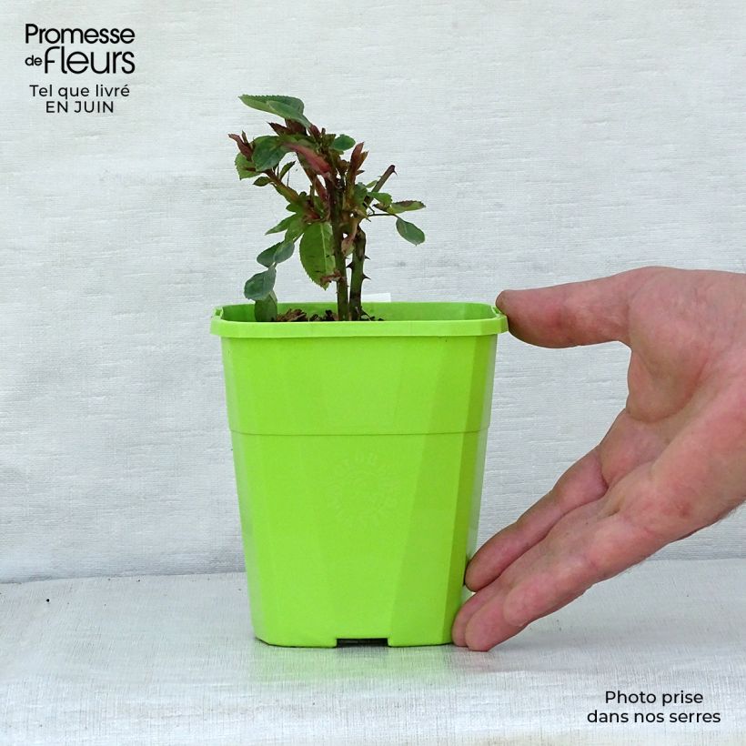 Amostra de Rosier Parfuma Constance Mozart / La Belle Ferronnière Pot de 1,5L/2L tal como entregue no verão