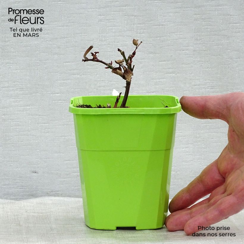 Amostra de Rosier Parfuma Grande Duchesse Louise Vaso de 4 L/5 L tal como entregue no inverno