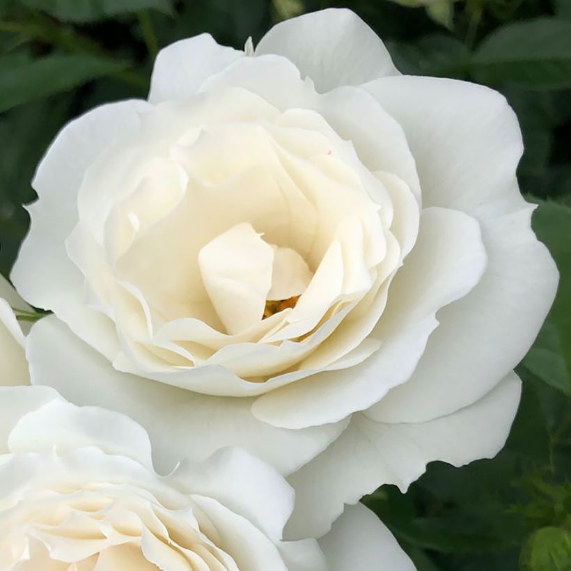 Roseira de pátio Patio Rose Baby Iceberg (Floração)