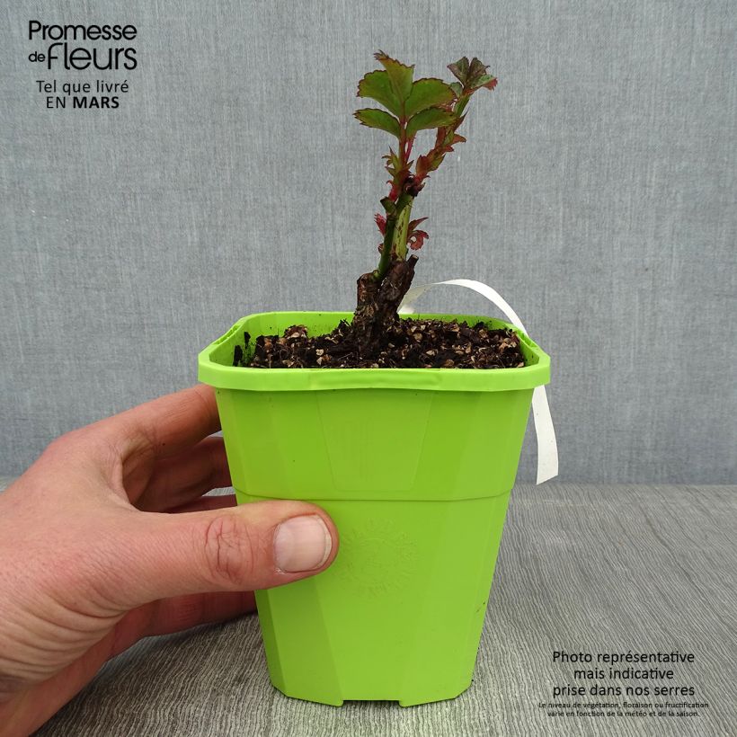 Amostra de Rosier Patio Rose Cherry Girl Vaso de 1,5 L/2 L tal como entregue no inverno